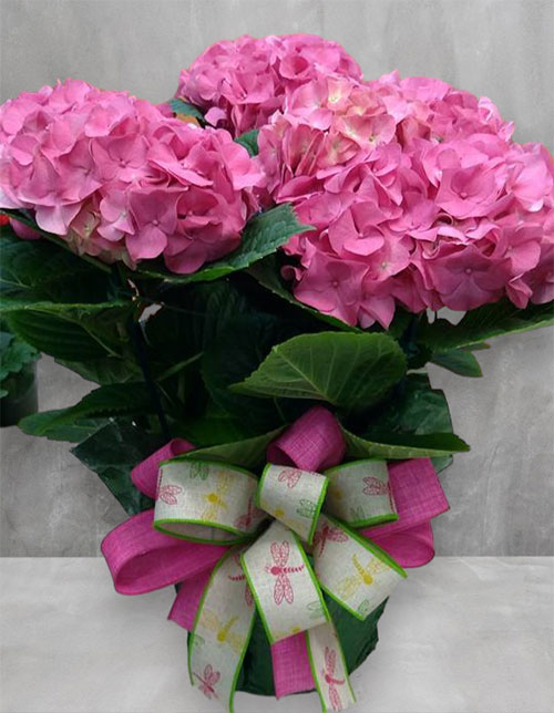 “Happy Hydrangeas”<br />
We also have hydrangeas that are spectacularly in bloom. Only Available in Season. $55