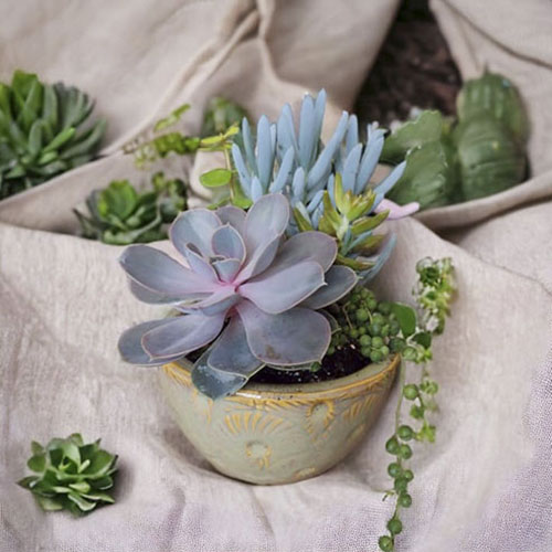 From the Heart Florist - Succulents now available