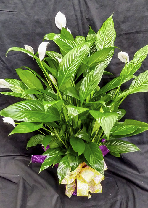 From the Heart - Peace Lily plant - Sympathy plant