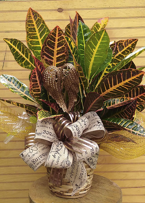 From the Heart - Croton plant - Sympathy Plant - available in Fall of the year
