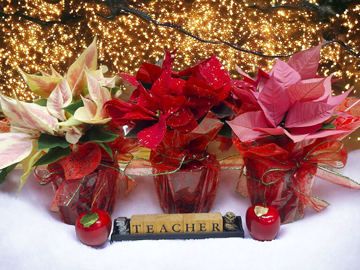 Christmas Poinsettias by From the Heart Florist
