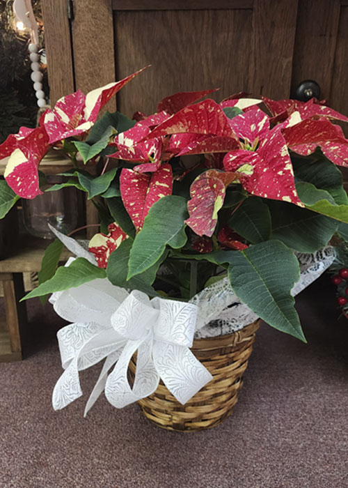 Christmas Poinsettias by From the Heart Florist
