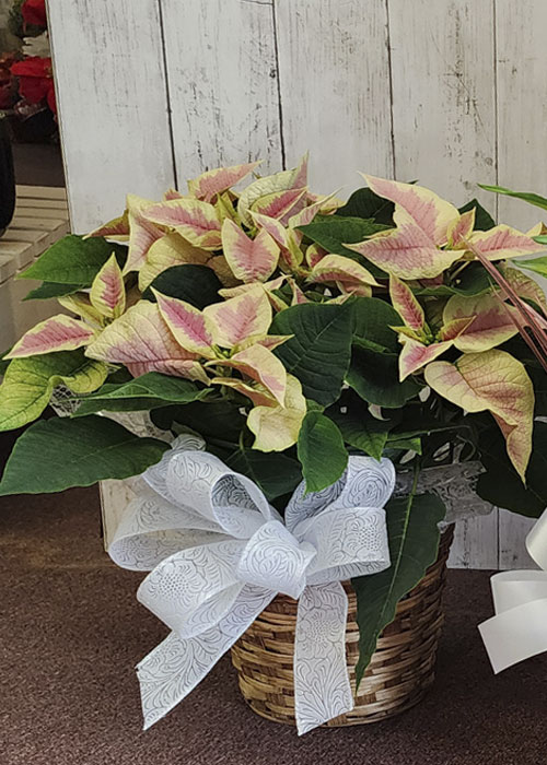 Christmas Poinsettias by From the Heart Florist